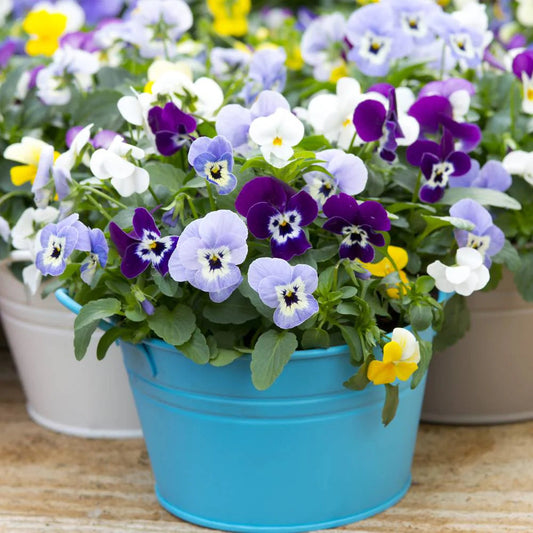 Swiss Pansy flower seeds