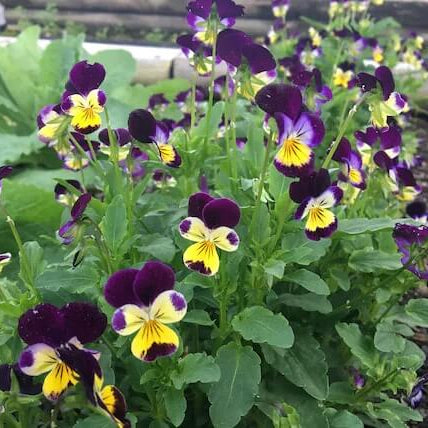 Pansy Heartsease plant