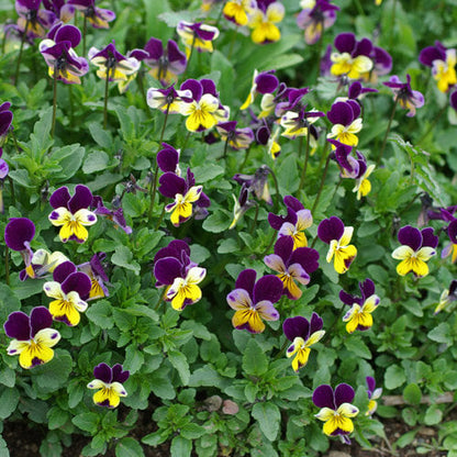 Pansy Heartsease plant