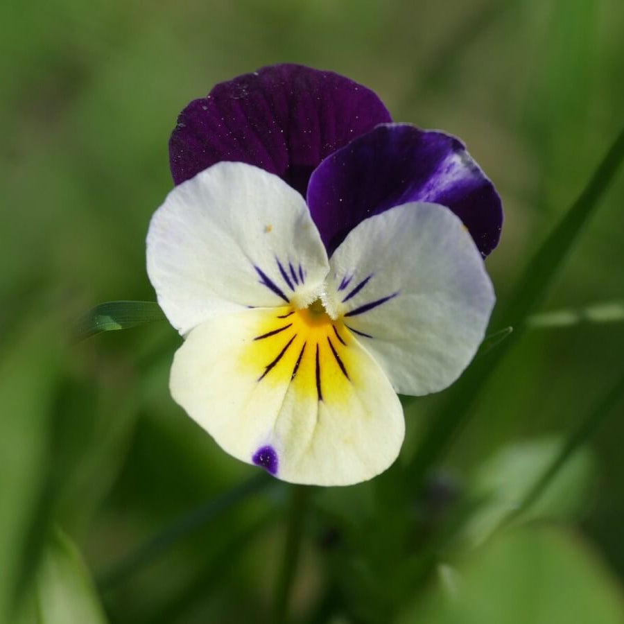 Pansy Heartsease plant