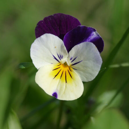 Pansy Heartsease plant