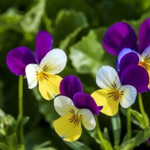 Pansy Heartsease plant