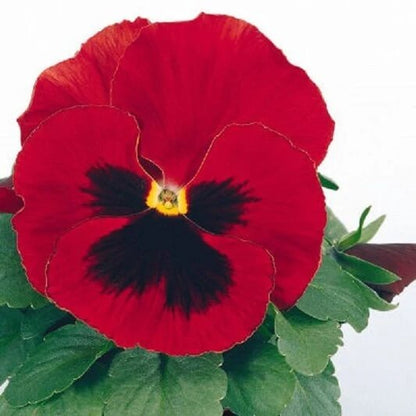 Red Wing Pansy plant