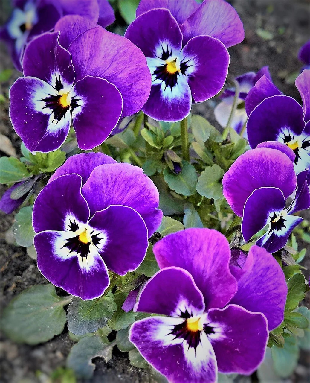 Purple Pansy flower seeds