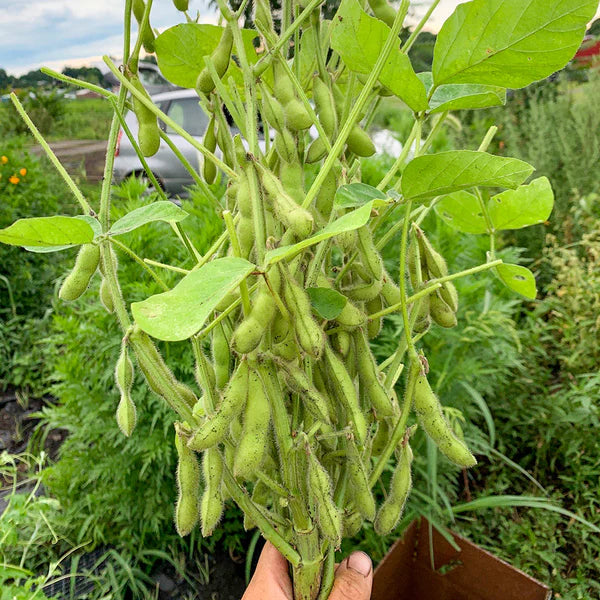 Chipilin Seeds