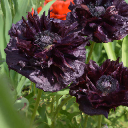 Black Poppy plant