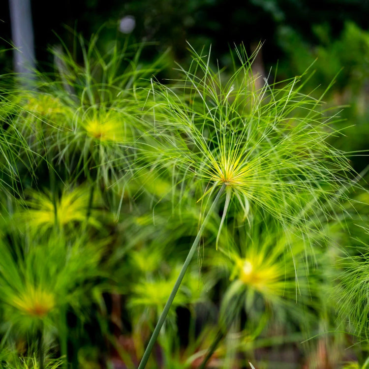 Cyperus Papyrus plant