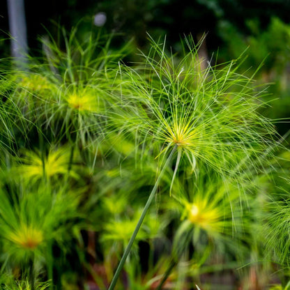 Cyperus Papyrus plant