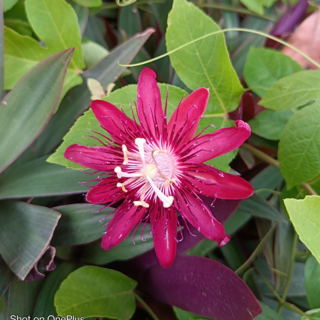 Pink White flower seeds