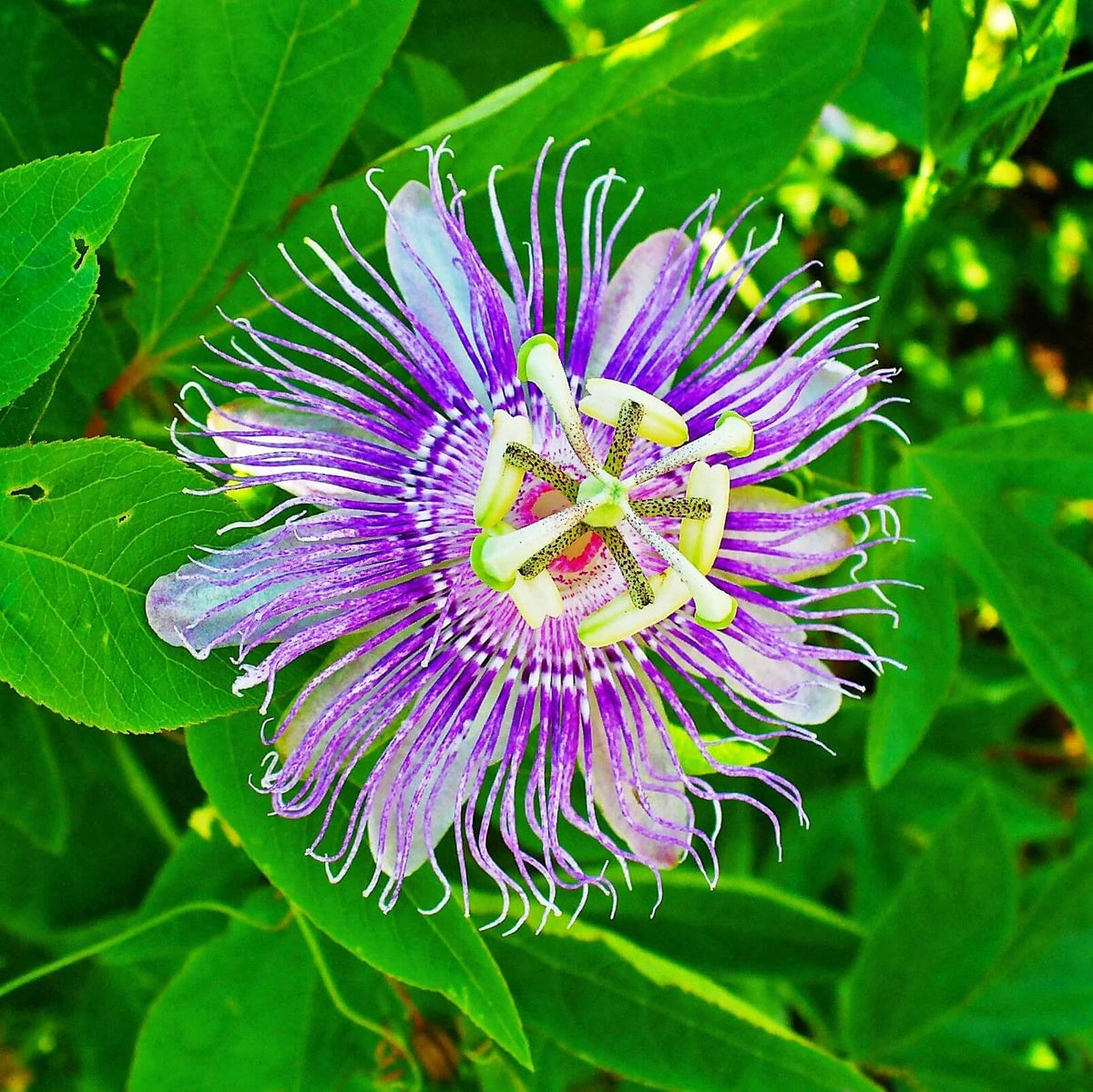 Passion Flower plant