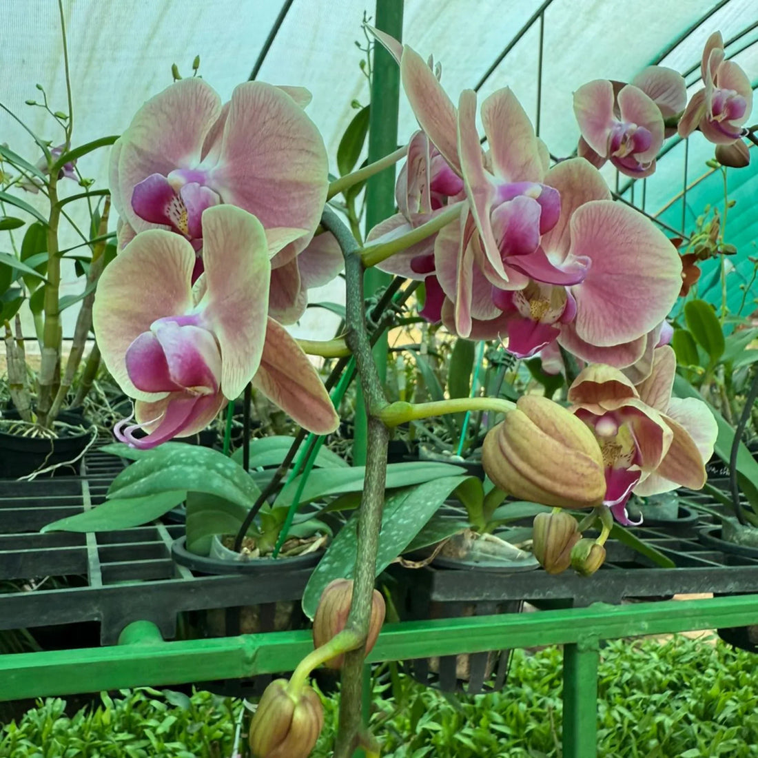 Green Pink flower seeds