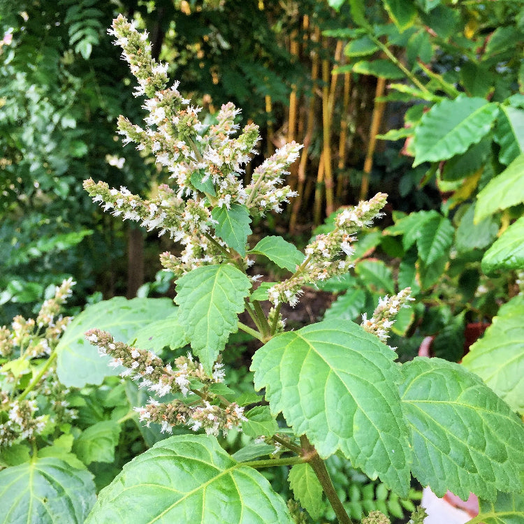 Pogostemon cablin Patchouli plant
