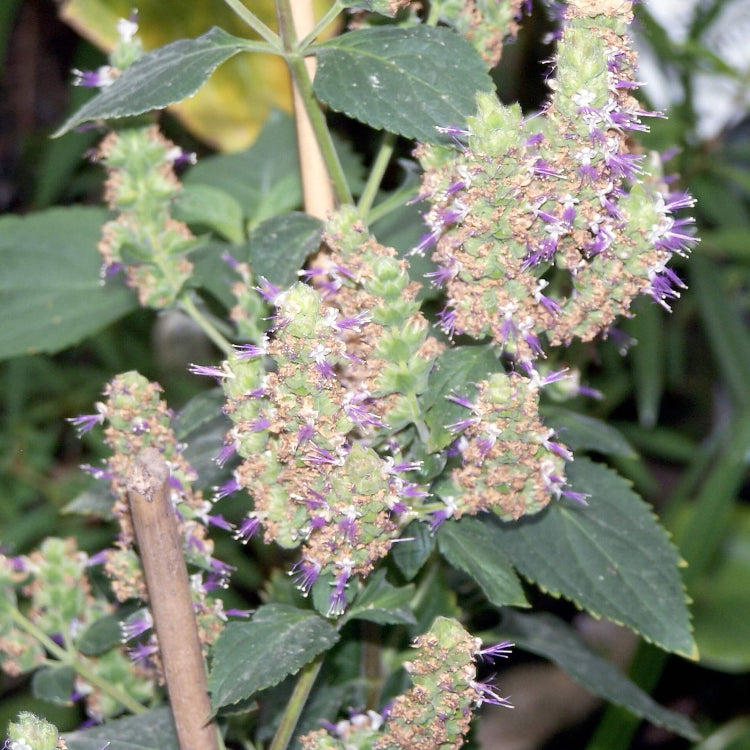 Pogostemon cablin Patchouli plant