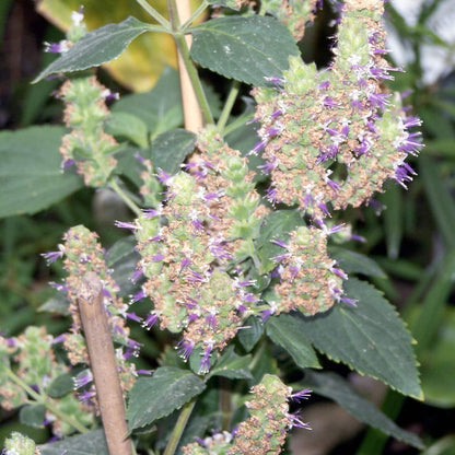 Pogostemon cablin Patchouli plant