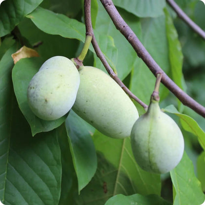 Cultivated Improved Pawpaw plant