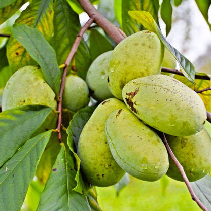 Pawpaw fruit seeds for planting – Non-GMO garden fruit tree variety