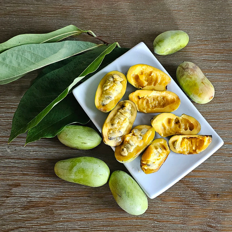 Pawpaw fruit seeds for planting – Non-GMO garden fruit tree variety