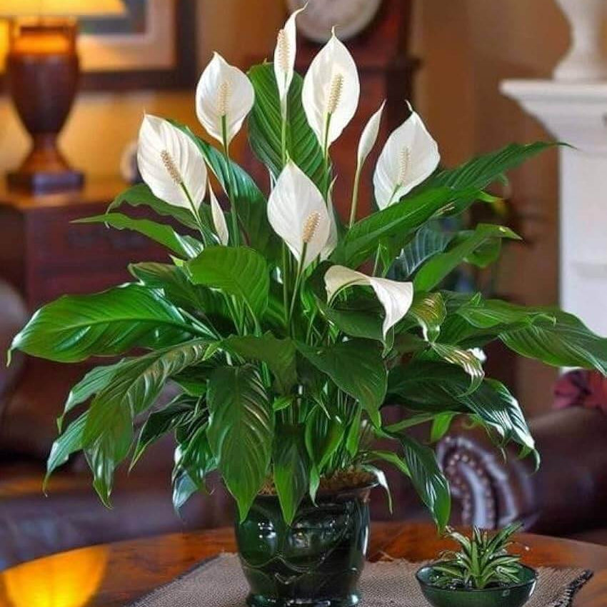Peace Lily plant