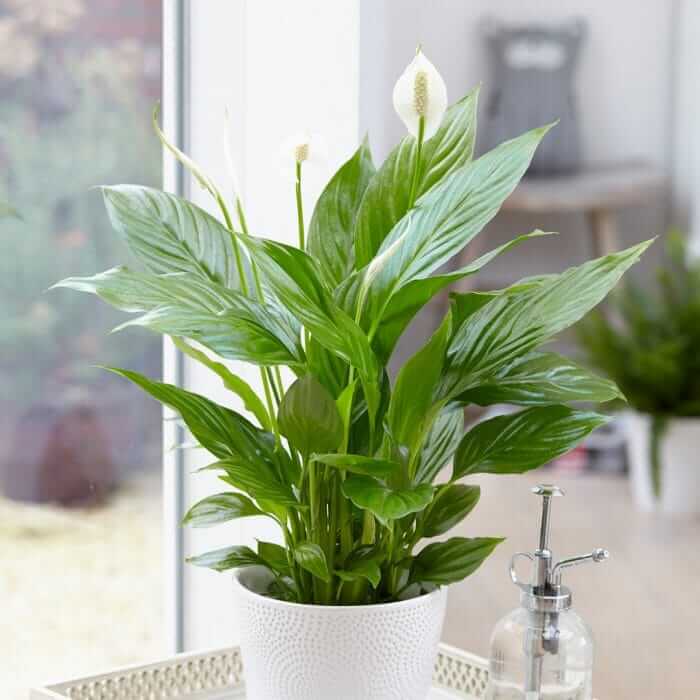 Peace Lily plant