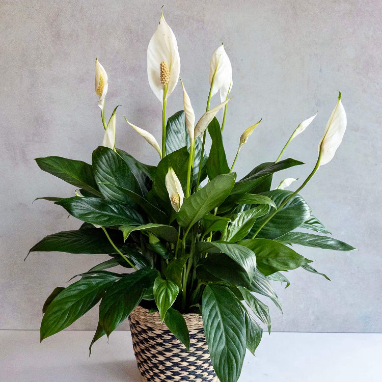 Peace Lily plant