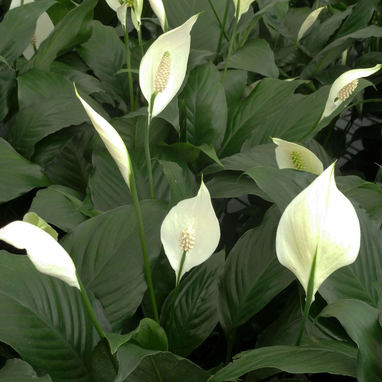 Peace Lily plant