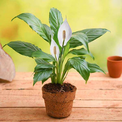 Peace Lily plant