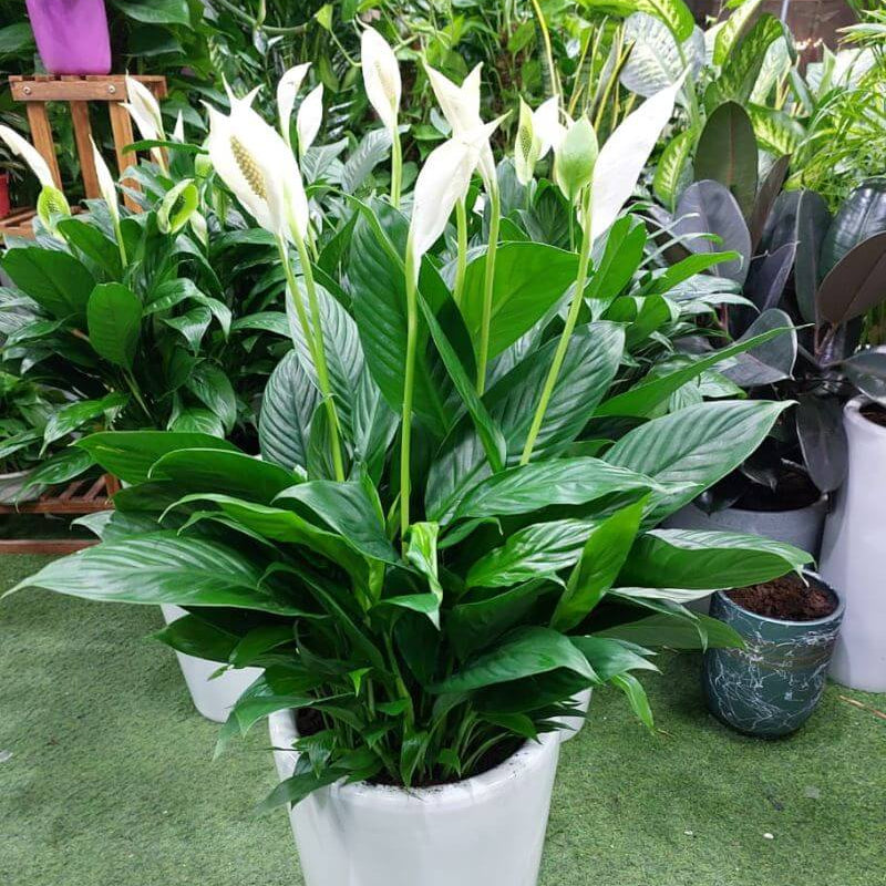 Peace Lily plant