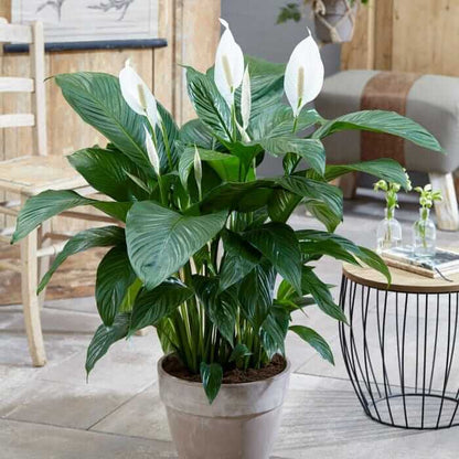 Peace Lily plant