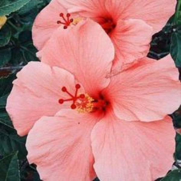 windflower Peach Hibiscus plant