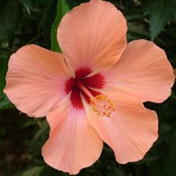 windflower Peach Hibiscus plant