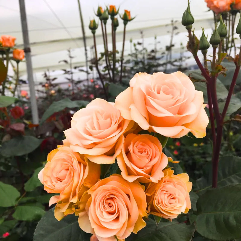 Peach Rose Flower Seeds for Planting – Heirloom Non-GMO Garden Seeds
