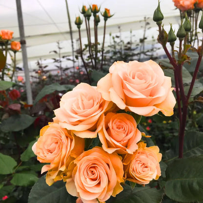 Peach Rose Flower Seeds for Planting – Heirloom Non-GMO Garden Seeds