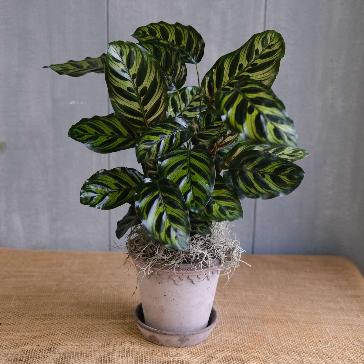 Peacock Plant