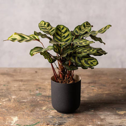 Peacock Plant