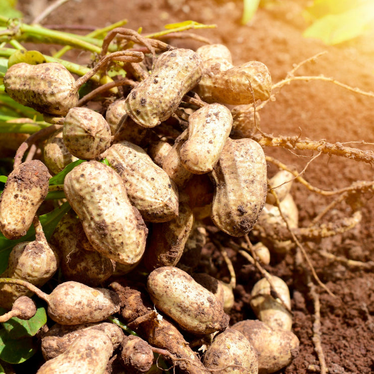 Peanut plant