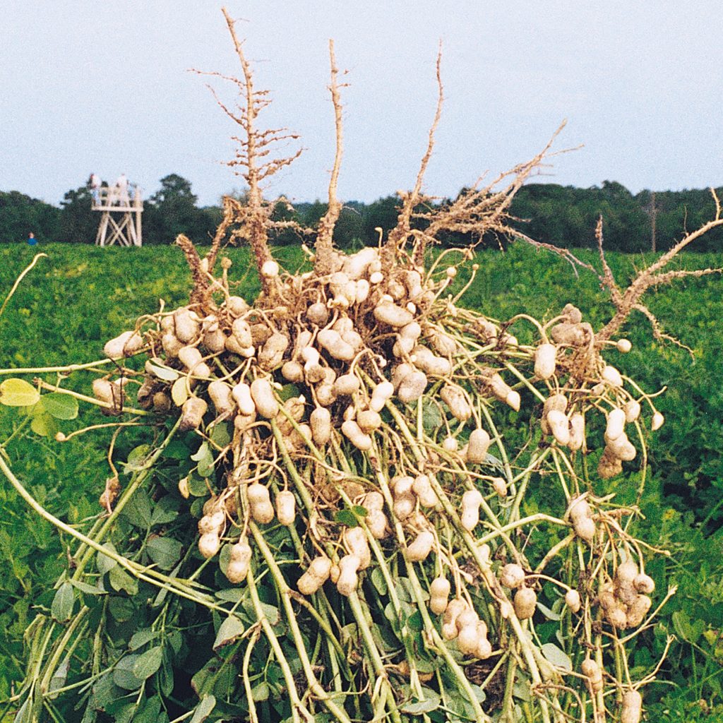 Peanut plant