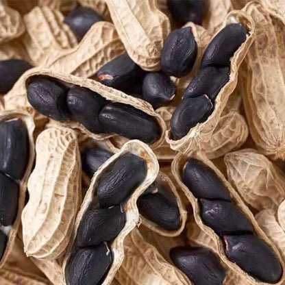 Black Peanut plant