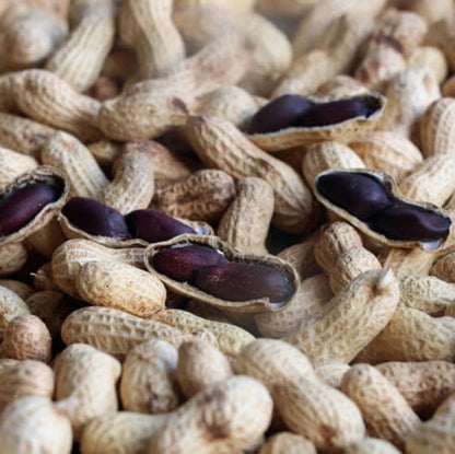 Brown Shell Peanut plant