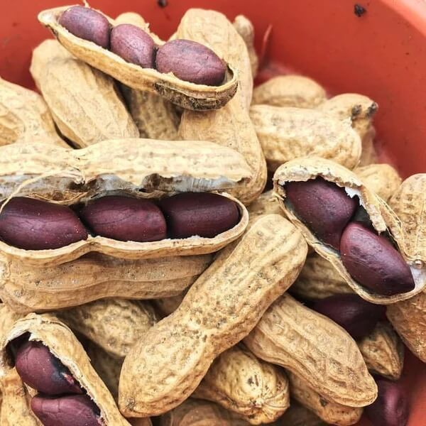 Brown Shell Peanut plant