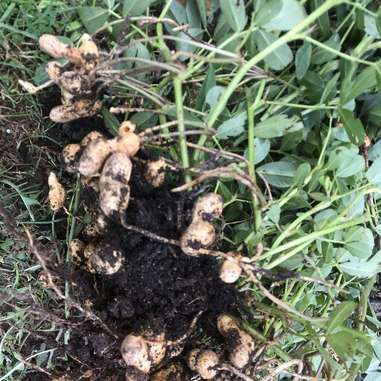 Peanut Crop plant