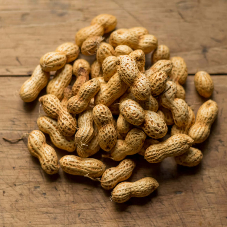Peanut Crop plant