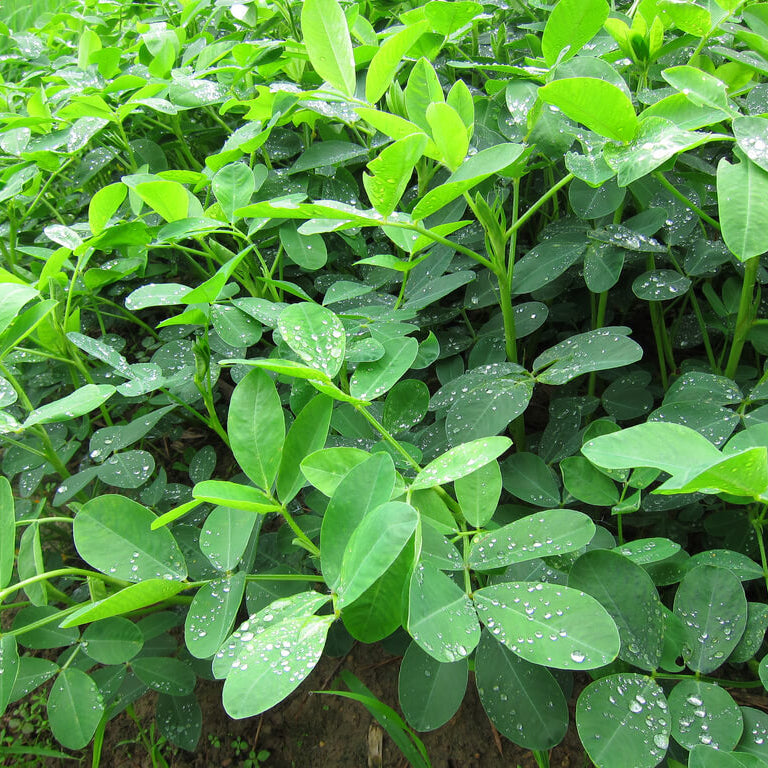 Peanut Crop plant