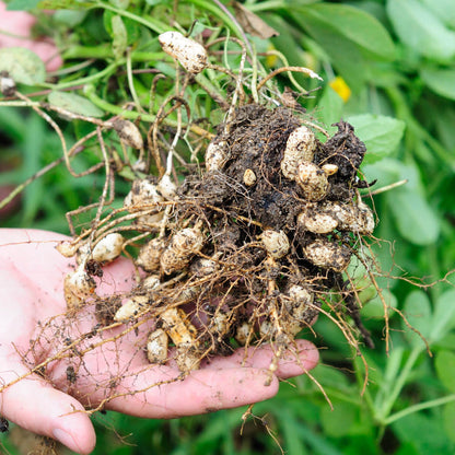 Peanut Crop plant