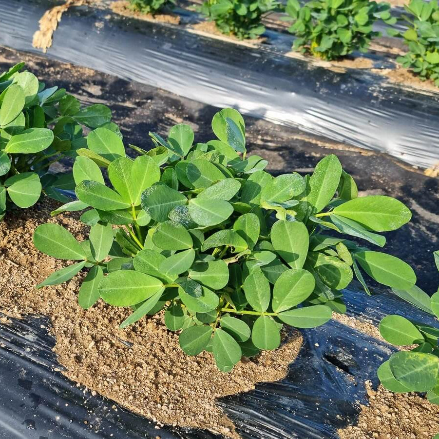 Peanut Crop plant