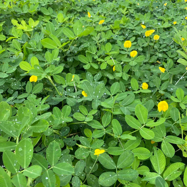 Peanut Crop plant