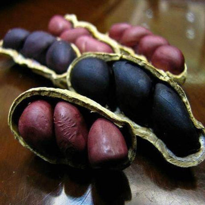 Brown Shell Peanut plant