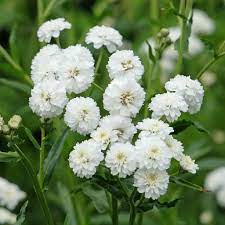 Pearl White Yarrow plant