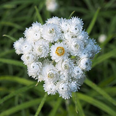 Pearly Everlasting plant