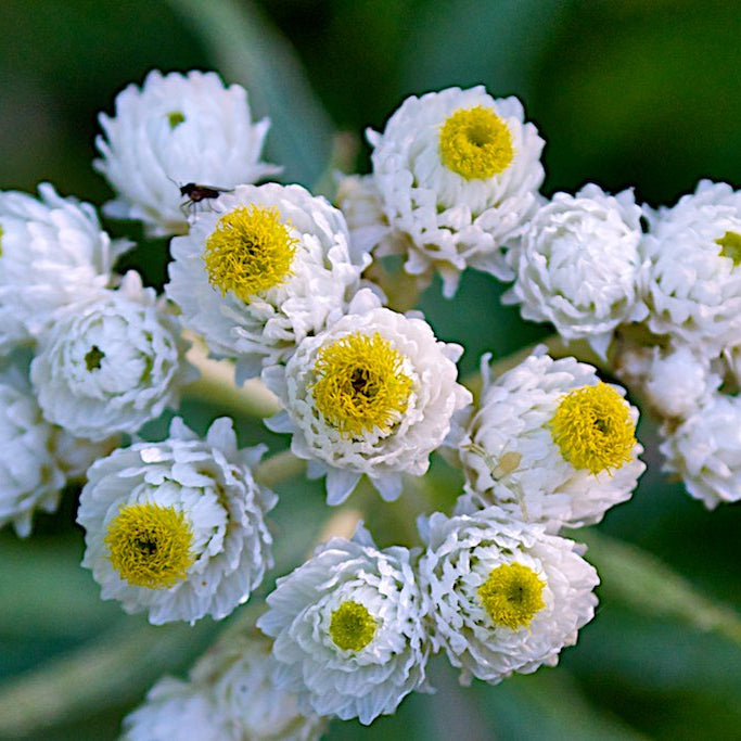 Pearly Everlasting plant