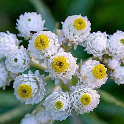 Pearly Everlasting plant